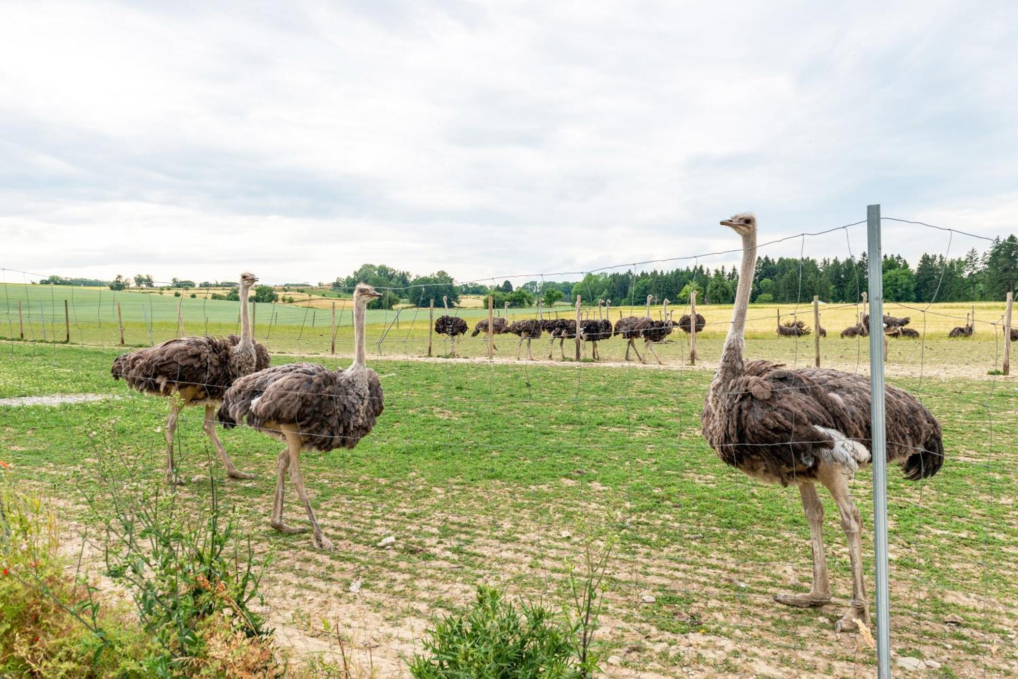 Beutenmuehle Straussenfarm Dach Owingen المظهر الخارجي الصورة