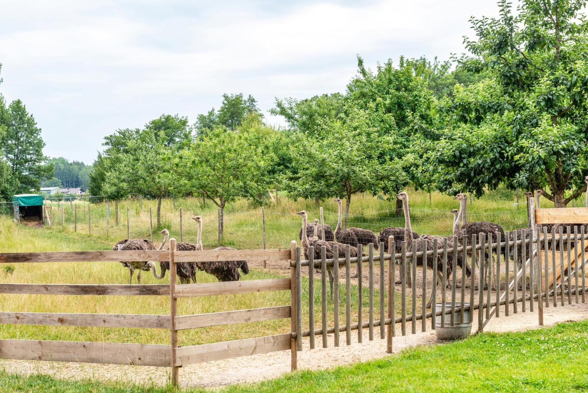 Beutenmuehle Straussenfarm Dach Owingen المظهر الخارجي الصورة